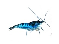 Shrimp Shrimp