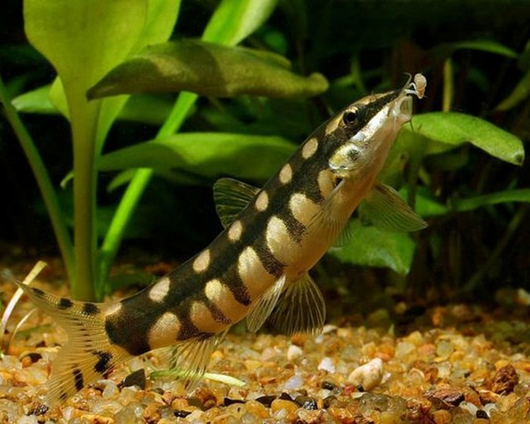 Dwarf Chain Loach ~ 2.5cm