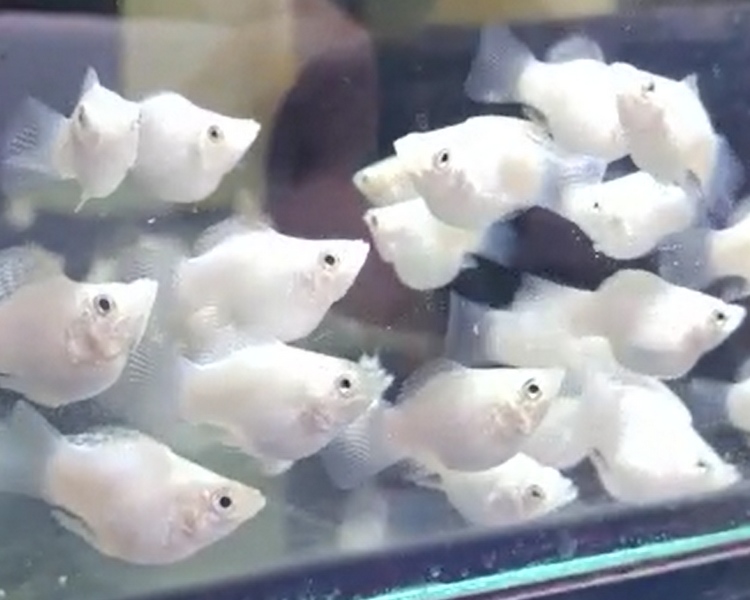 Silver Balloon Mollies ~ 3cm