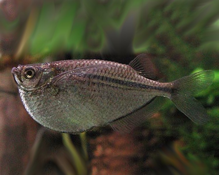 Silver Hatchet Fish ~ 3cm