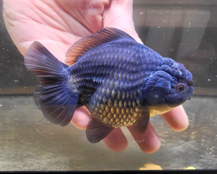 Black Oranda Goldfish OT9 ~ 7-10cm