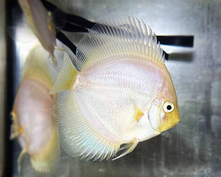 Snow White Discus ~ 6-8cm