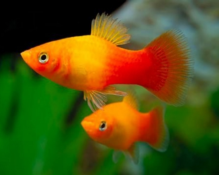 Sunrise Platy ~ 3cm