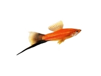 Swordtails - Xiphophorus helleri Swordtails - Xiphophorus helleri