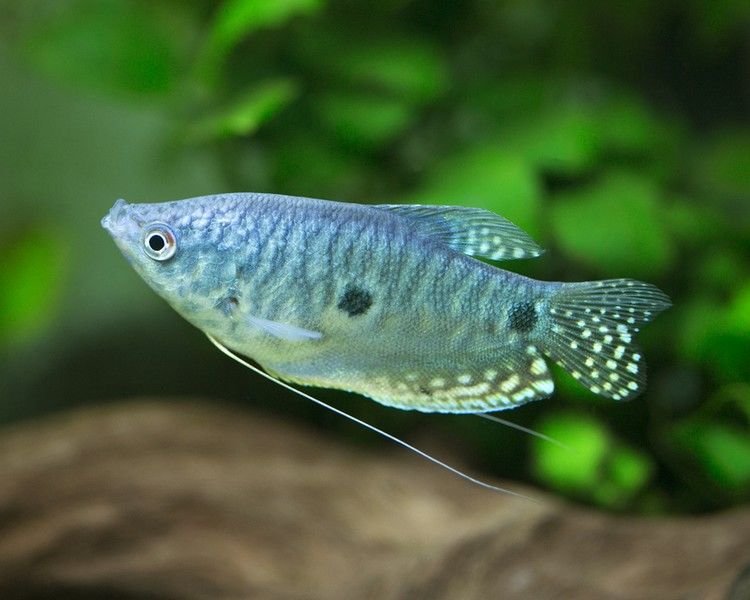 Blue Gourami/Three Spot Gourami ~ 5.5cm - 6cm