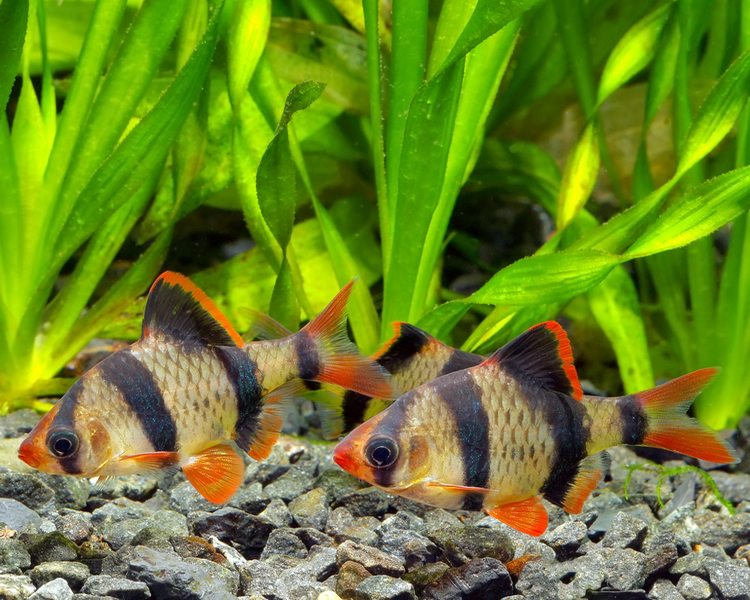 Tiger Barb ~ 3cm - 3.5cm