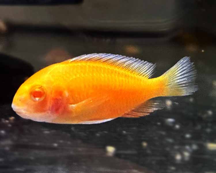 Tropheus Brichardi Albino Kiplilli ~ 4-5cm