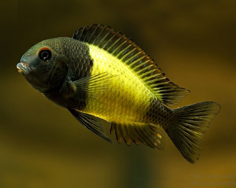 Tropheus Moorii Ikola ~ 4-5cm