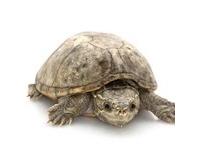 Turtles and Sliders Turtles and Sliders