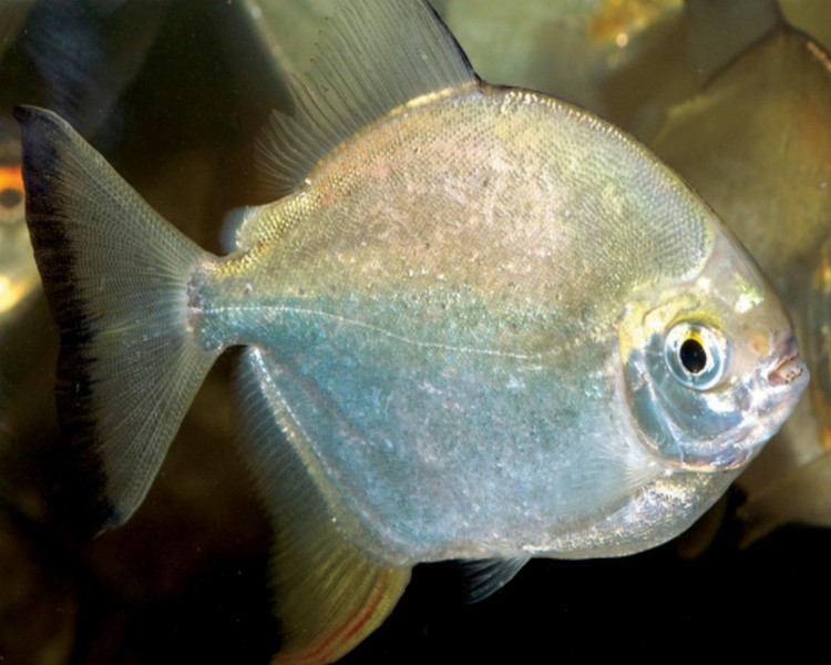 Yellow Fin Red Hook Silver Dollar - Myloplus Arnoldi 6cm