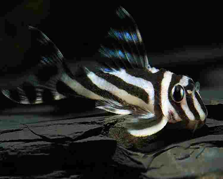 Hypancistrus Zebra - L046 ~ 3-4cm