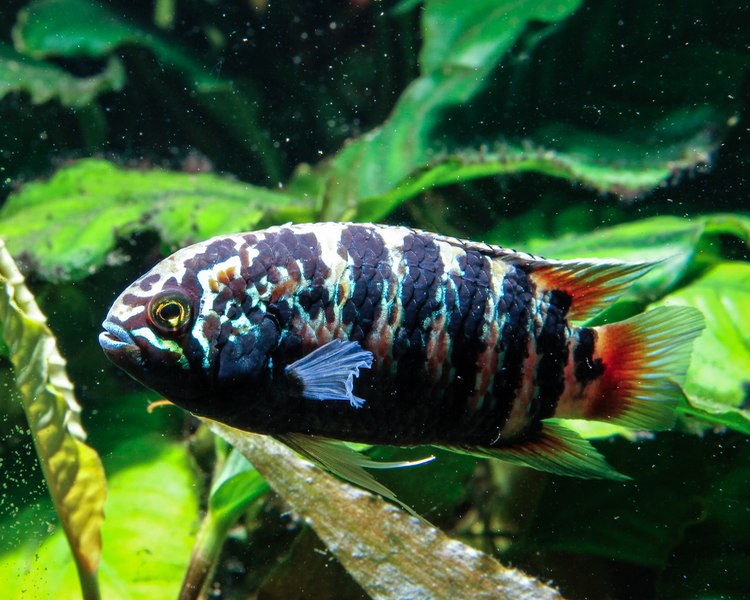 Zebra Acara 2.5-3cm